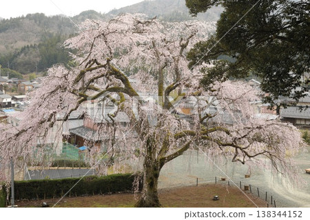 【福井縣小波市 - 三月】妙佑寺的垂枝櫻花盛開（花期過半），是小波市的天然紀念物。 138344152