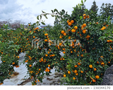 This is a tangerine farm in Jeju Island. This is a tangerine farm in Jeju Island. 138344170
