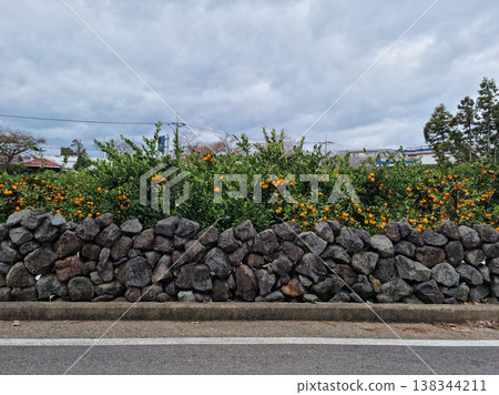 It's a stone wall and a tangerine field on the side of the road. 138344211