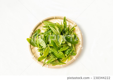 初夏發芽並採摘的第一批茶葉 初夏發芽並採摘的第一批茶葉 138344222
