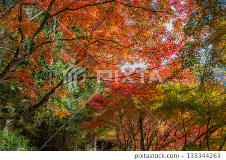 豐田市(愛知縣)三河湖的秋葉景色 豐田市(愛知縣)三河湖的秋葉景色 138344263