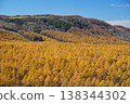 A view of the larch forest bathed in golden light, seen from Venus Line Sunset Hill Park. Ver1 138344302