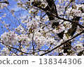 Cherry blossoms against a blue sky 1 138344306