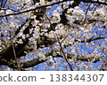 Cherry blossoms against a blue sky (2) 138344307