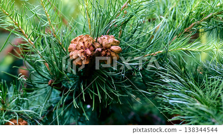 Saturated green spruce branches fir with cones,needles 138344544