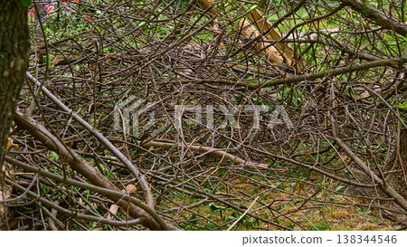 Summer cleaning of fallen broken trees felled after storm Summer cleaning of fallen broken trees felled after storm 138344546