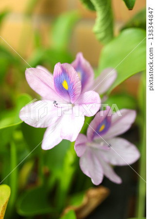 Water hyacinth flower macro flower nature photo 138344847