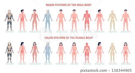 Male and female body systems. Major system of human, anatomical educational poster for medicine. Reproductive, skeletal, nervous, urinary, recent vector design Male and female body systems. Major system of human, anatomical educational poster for medicine. Reproductive, skeletal, nervous, urinary, recent vector design 138344905