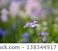 Purple cress in a spring field 138344917