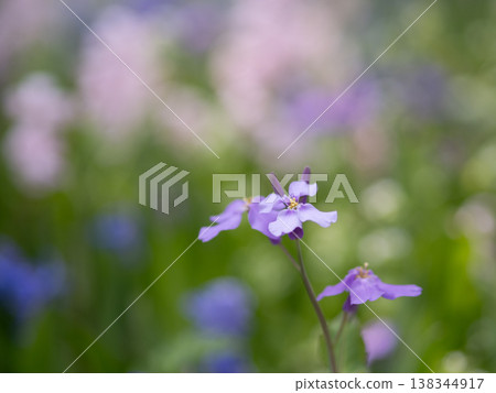 Purple cress in a spring field 138344917