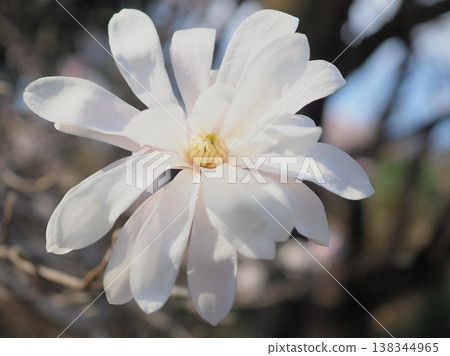 春日的陽光灑在星花玉蘭(Magnolia stellata)的花朵上(afli20260327151945) 春日的陽光灑在星花玉蘭(Magnolia stellata)的花朵上(afli20260327151945) 138344965