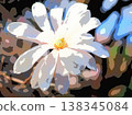 Magnolia stellata flowers (afr20260327151945) 138345084