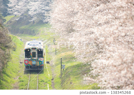Cherry blossom trees and the "Super Happy" train (Heisei Chikuhō Railway) Cherry blossom trees and the "Super Happy" train (Heisei Chikuhō Railway) 138345268