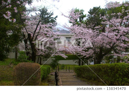 玉川台公園和櫻花 138345470