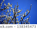 Blue sky and plum blossoms 138345473