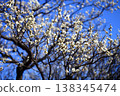Plum blossom  138345474