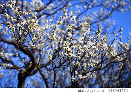 Plum blossom  138345474