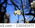 Plum blossoms telling the arrival of spring 138345475