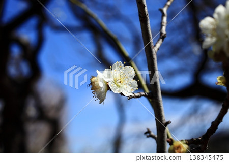 Plum blossoms telling the arrival of spring 138345475