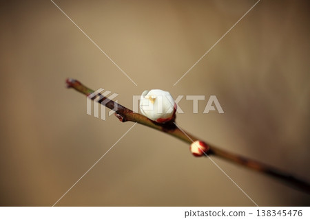 梅花的芽 138345476