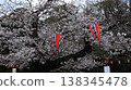 Cherry blossoms in Ueno Park 138345478