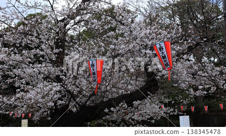 Cherry blossoms in Ueno Park 138345478