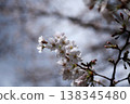 White cherry tree 138345480