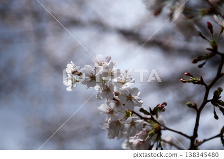 White cherry tree 138345480