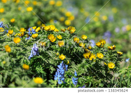Adonis amurensis and Corydalis ambigua blooming in early spring at Asahigaoka Park in Ashibetsu City, Hokkaido [April] 138345624