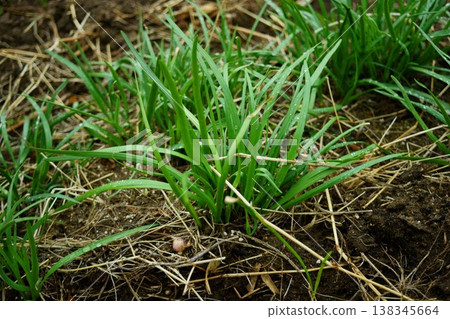 Chives wet with rain Chives wet with rain 138345664