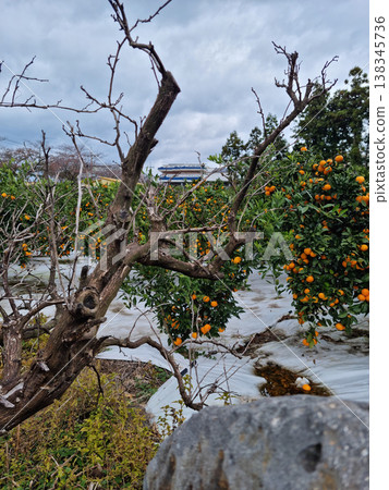 Jeju tangerine field with dead tree branches. 138345736