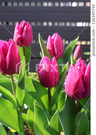 Potted pink tulips Potted pink tulips 138345744