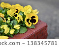 Yellow pansies blooming in the flowerbed - Spring flowers 138345781