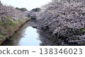Cherry blossoms in full bloom along the Ebikawa River 138346023
