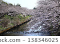 Cherry blossoms blooming along the river full bloom 138346025