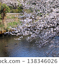 Cherry blossoms in full bloom and two birds floating on the river surface 138346026