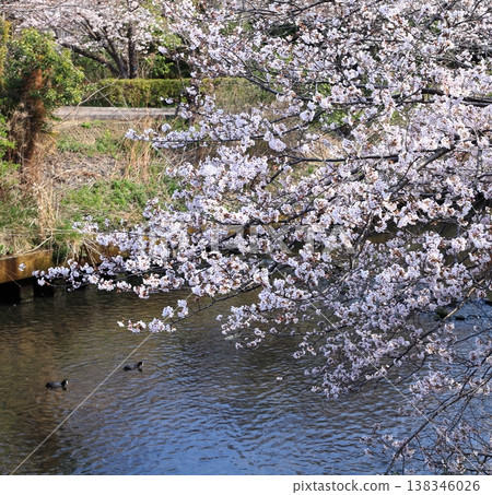 櫻花盛開，兩隻鳥在河面上悠然游弋。 138346026