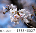 Cherry blossoms shining in the blue sky of spring 138346027