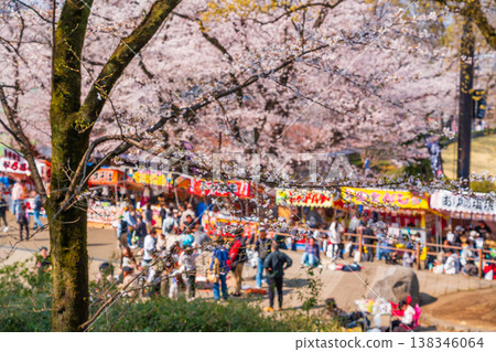 Hachioji City Cherry Blossom Festival, Fujimori Park Hachioji City Cherry Blossom Festival, Fujimori Park 138346064