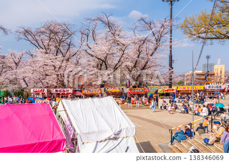 Hachioji City Cherry Blossom Festival, Fujimori Park 138346069