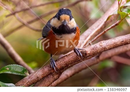 Varied tit perched on a branch 138346097