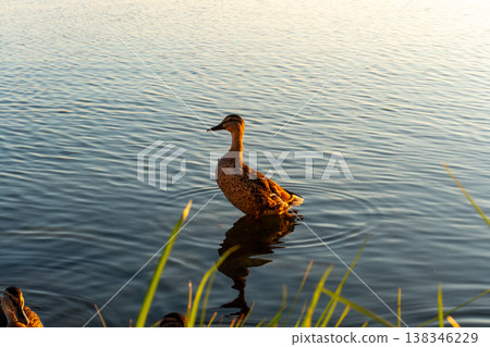 Ducks Swimming at Lake Shore at Sunset 138346229