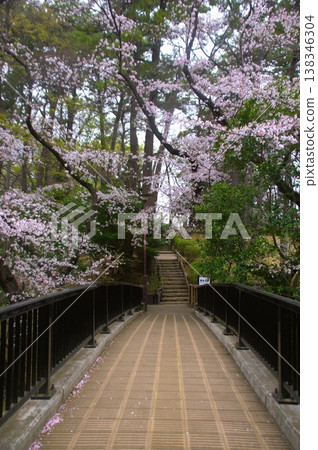 Rainbow Bridge and Cherry Blossoms 138346304