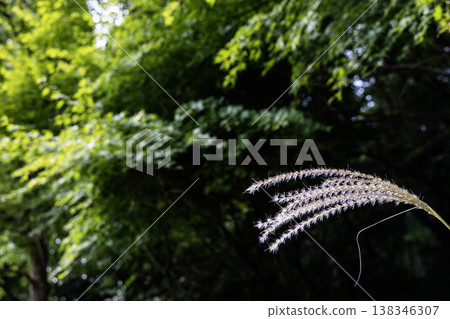 Early autumn scenery with pampas grass plumes appearing - 3 Early autumn scenery with pampas grass plumes appearing - 3 138346307