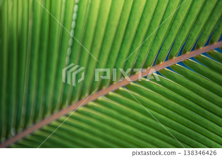 Beautiful palm leaf macro with fresh green tropical pattern, relaxing zen nature closeup of exotic plant background Beautiful palm leaf macro with fresh green tropical pattern, relaxing zen nature closeup of exotic plant background 138346426