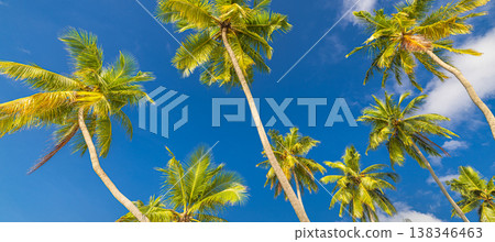 Panoramic palm tree leaves against blue sky, relaxing summer vacation banner, tropical nature travel tourism wallpaper Panoramic palm tree leaves against blue sky, relaxing summer vacation banner, tropical nature travel tourism wallpaper 138346463