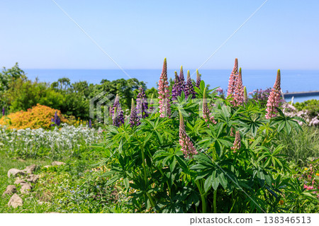 Lupines blooming on a hill overlooking the Pacific Ocean in Urakawa Town, Hokkaido [June] 138346513
