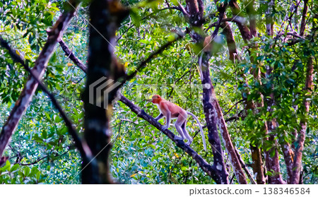 beautiful view of proboscis monkey in the wild beautiful view of proboscis monkey in the wild 138346584
