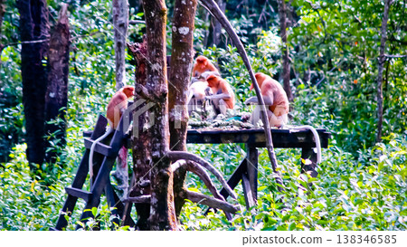 beautiful view of proboscis monkey in the wild beautiful view of proboscis monkey in the wild 138346585