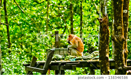 beautiful view of proboscis monkey in the wild beautiful view of proboscis monkey in the wild 138346586